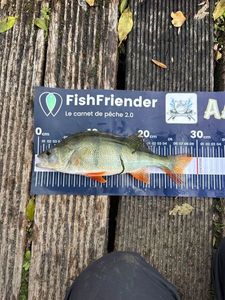 European Perch