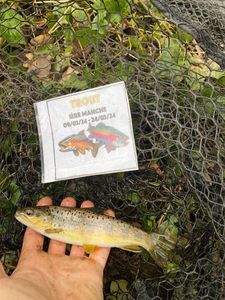 Brown Trout