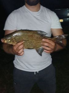 Common Carp