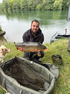 Common Carp
