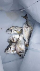 Black Seabream