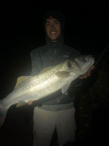 European Bass (Seabass)