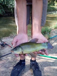 Tench
