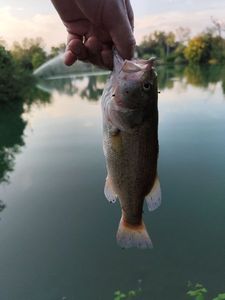 Largemouth Bass