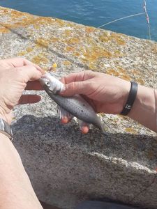 European Bass (Seabass)