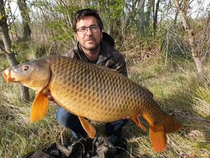 Common Carp