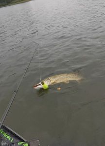 Northern Pike