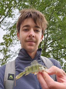 European Perch