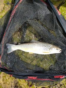 Brown Trout