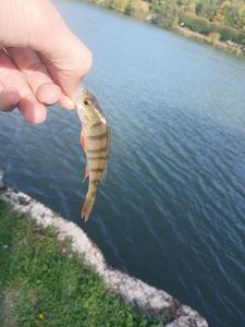 European Perch