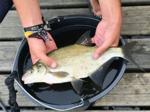 Common Bream