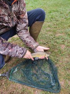 Tench