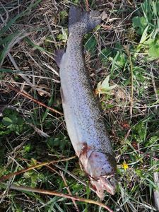 Rainbow Trout