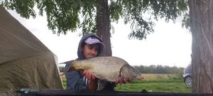 Common Carp