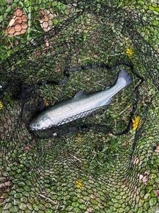 Rainbow Trout