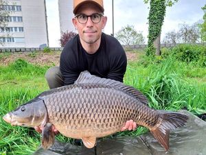 Common Carp