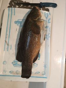 Ballan Wrasse