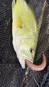Smallmouth Bass