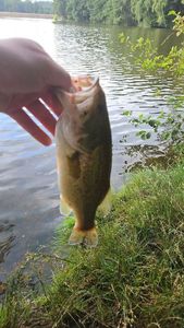 Largemouth Bass
