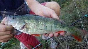 European Perch