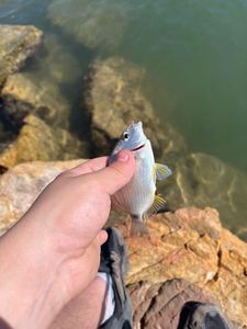 Annular Seabream