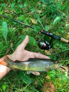 Brown Trout