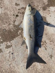 Thicklip Grey Mullet