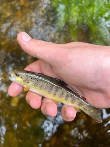 Brown Trout