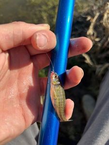 Common Minnow