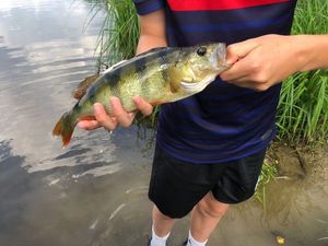 European Perch