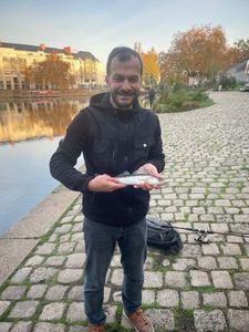 Zander