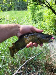 Brown Trout