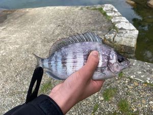 Blackspot Seabream