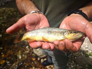 Brown Trout