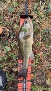 Largemouth Bass