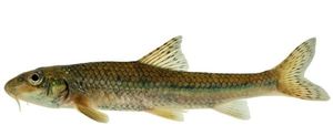 Gudgeon