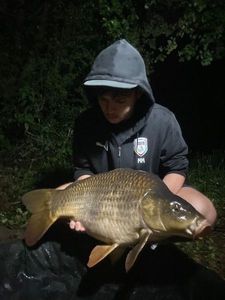Common Carp