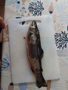 Brook Trout