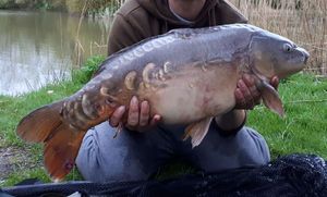 Mirror Carp
