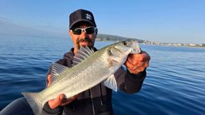 European Bass (Seabass)