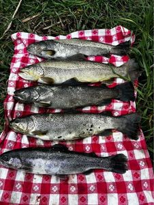 Brown Trout