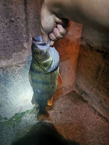 European Perch