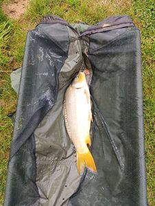 Leather Carp