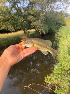 Largemouth Bass