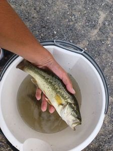 Largemouth Bass