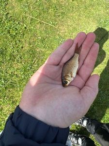 Crucian Carp