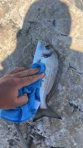 Black Seabream