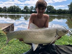 Grass Carp