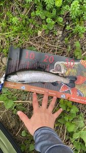 Rainbow Trout