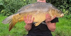 Mirror Carp